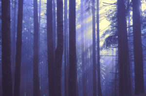 Vijolično drevo 1. (Foto: Pexels 795722)