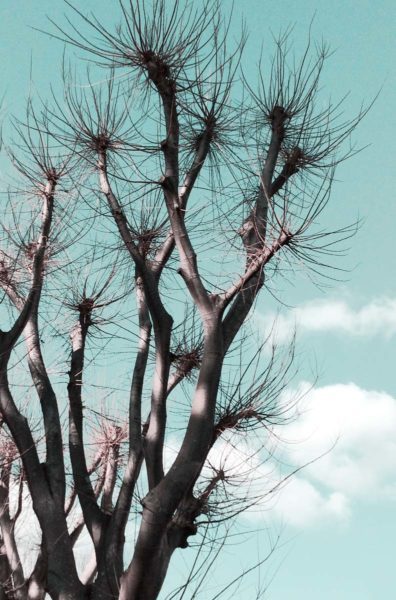 fraktali_lepota_oblike_blog_lidija_smolar